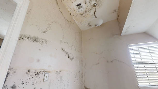 Best Comprehensive Air Testing for Mold Contaminants  in Poinciana, FL