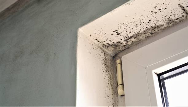 Forensic Mold Investigation in Poinciana, FL
