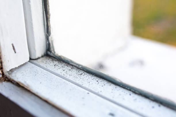 Best Mold Documentation for Insurance Claims  in Poinciana, FL